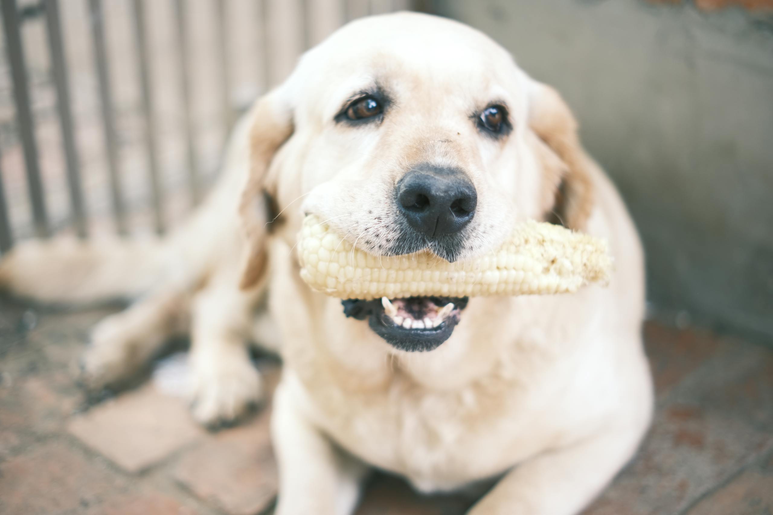 A Labrador Retriever holding a corn cob in its mouth while sitting outdoors on a brick surface.